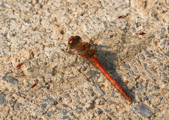 DSC_4321_Rote_Libelle