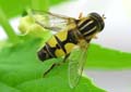 DSC_0297_Grosse_Sumpfschwebfliege