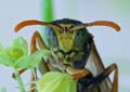 DSC_2500_Gallische_Wespe